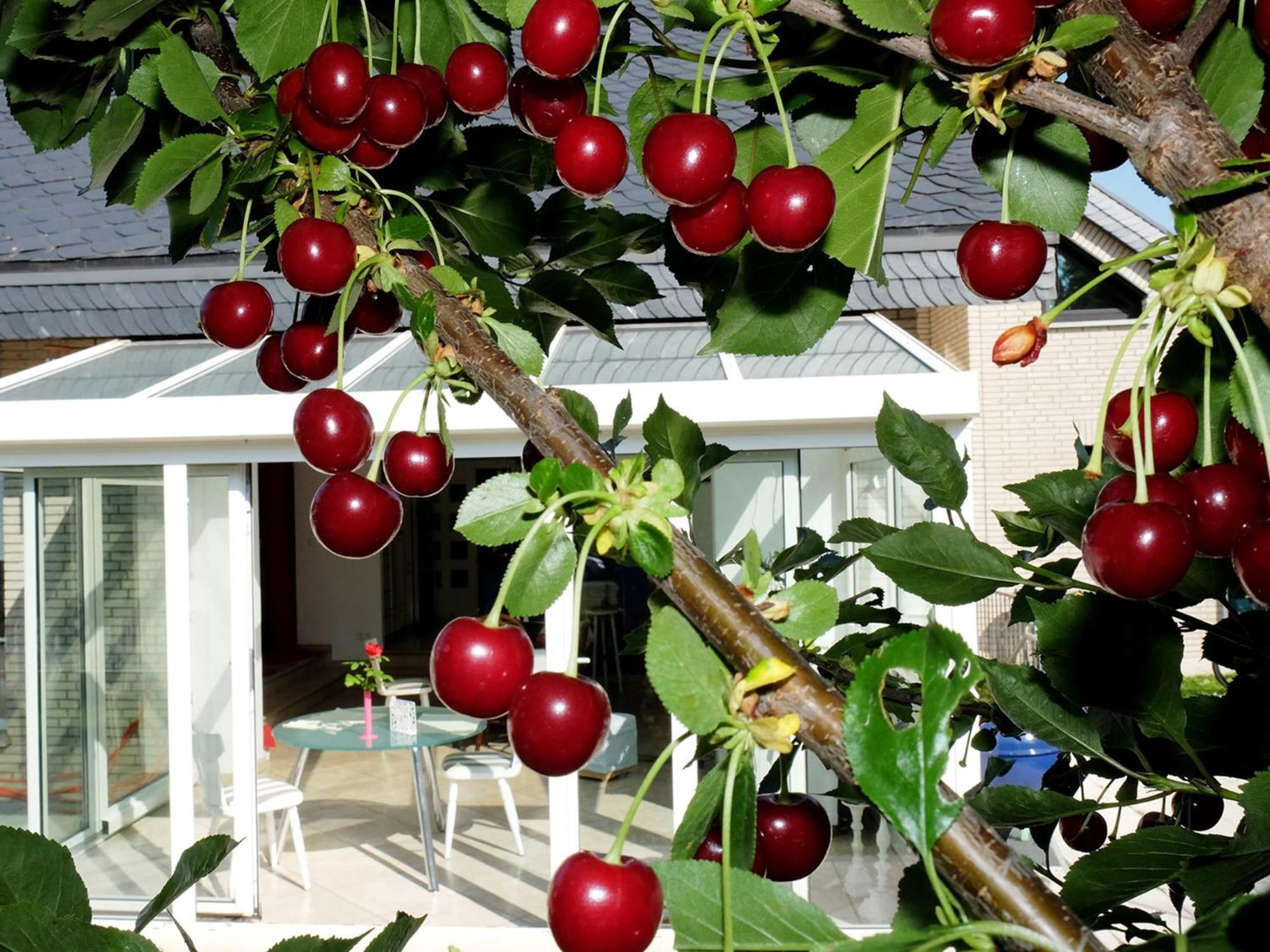 Couette-café Orchard Frankfurt