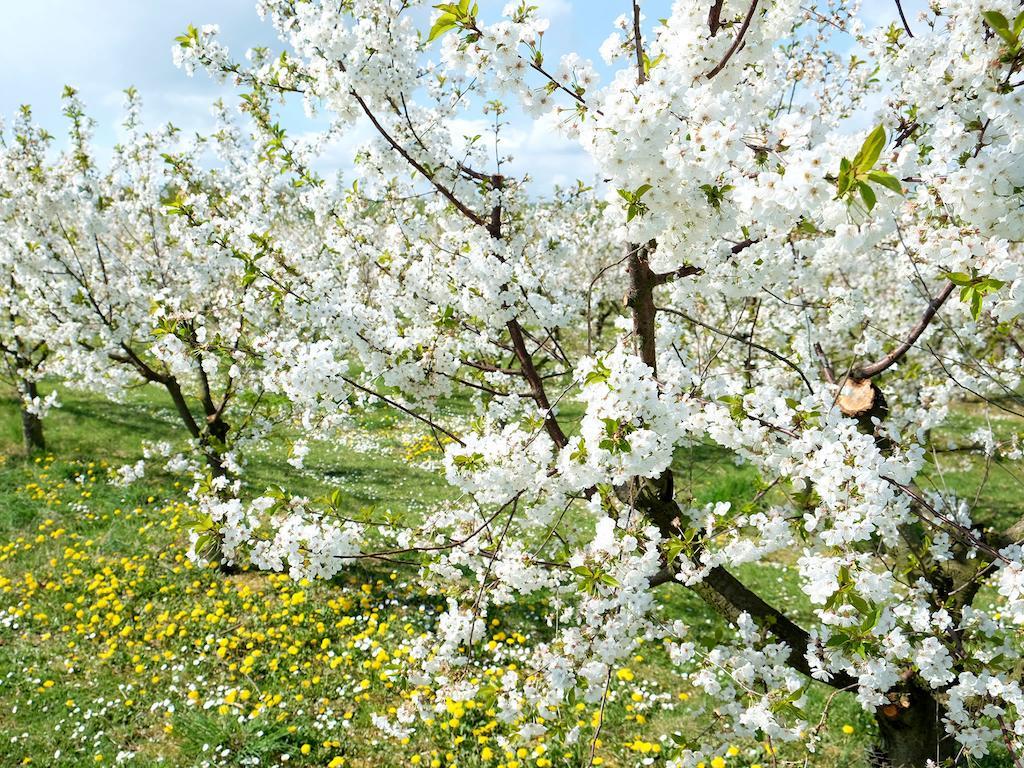 Bed & Breakfast Orchard Frankfurt Kriftel
